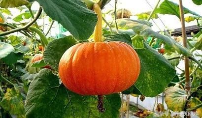狗狗秋冬宜食蔬菜,胡萝卜、南瓜益健康。