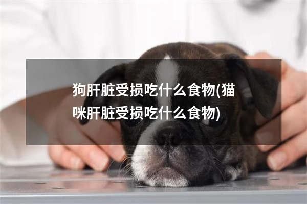 狗肝脏受损吃什么食物(猫咪肝脏受损吃什么食物)