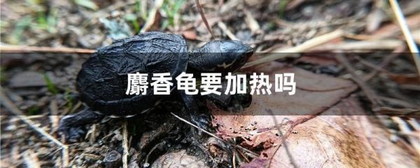 麝香龟要加热吗（麝香龟怎么养） 观赏鱼论坛