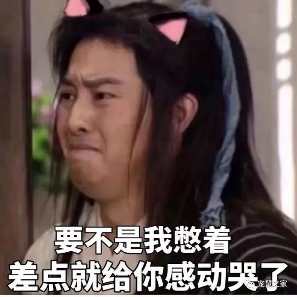 铲屎的，猪猪全身spa怎么能不修甲啦？