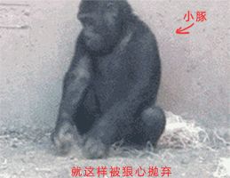 铲屎的，猪猪全身spa怎么能不修甲啦？