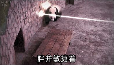 铲屎的，猪猪全身spa怎么能不修甲啦？