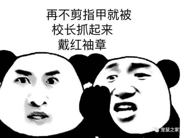 铲屎的，猪猪全身spa怎么能不修甲啦？