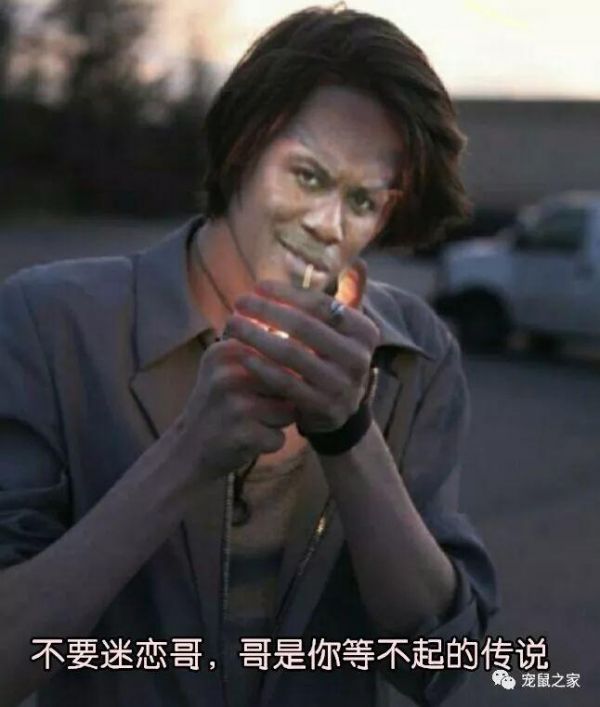 铲屎的，猪猪全身spa怎么能不修甲啦？
