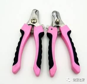 铲屎的，猪猪全身spa怎么能不修甲啦？