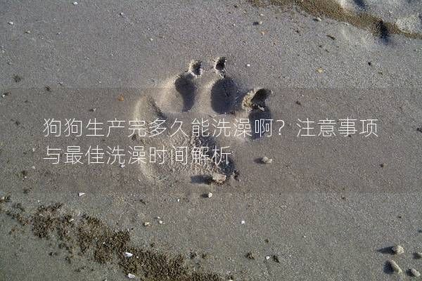 狗狗生产完多久能洗澡啊?注意事项与最佳洗澡时间解析