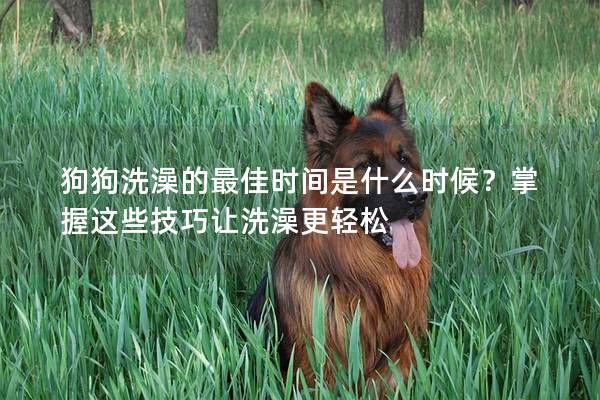 狗狗洗澡的最佳时间是什么时候?掌握这些技巧让洗澡更轻松