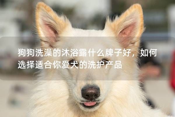 狗狗洗澡的沐浴露什么牌子好,如何选择适合你爱犬的洗护产品
