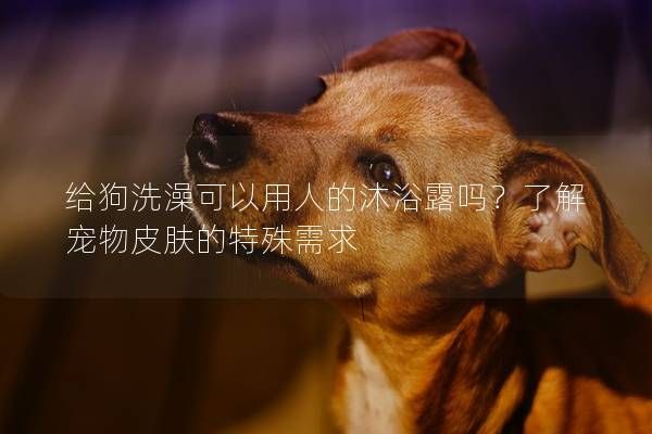 给狗洗澡可以用人的沐浴露吗?了解宠物皮肤的特殊需求