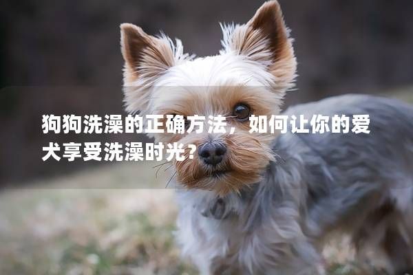 狗狗洗澡的正确方法,如何让你的爱犬享受洗澡时光?