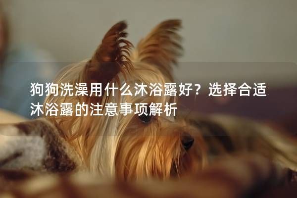 狗狗洗澡用什么沐浴露好?选择合适沐浴露的注意事项解析