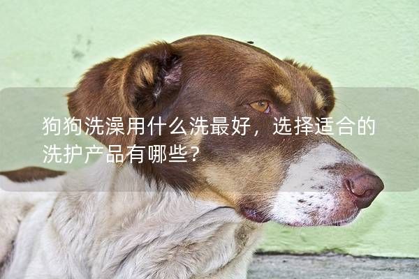 狗狗洗澡用什么洗最好,选择适合的洗护产品有哪些?