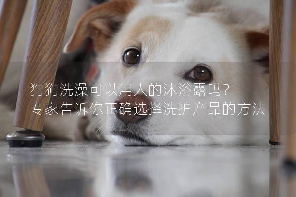狗狗洗澡可以用人的沐浴露吗? 专家告诉你正确选择洗护产品的方法
