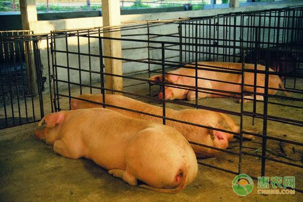 猪炭疽病的症状及防治措施-图片版权归惠农网所有