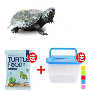超白玻璃鱼缸客厅小型斗鱼金鱼缸家用桌面生态乌龟缸新款养鱼鱼缸