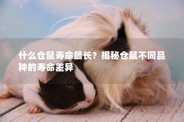 什么仓鼠寿命最长？揭秘仓鼠不同品种的寿命差异