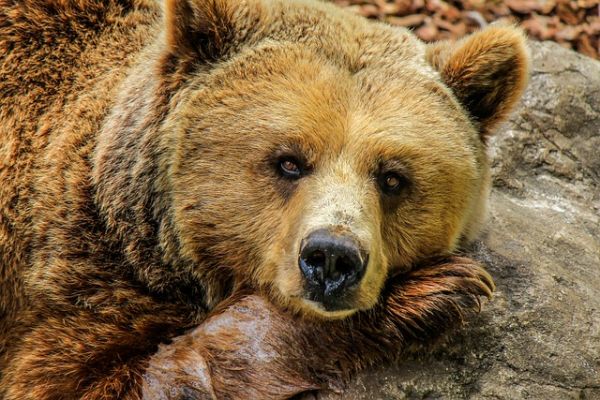 世界上最牛的猎犬排名（世界嗅觉猎犬排名前十位）