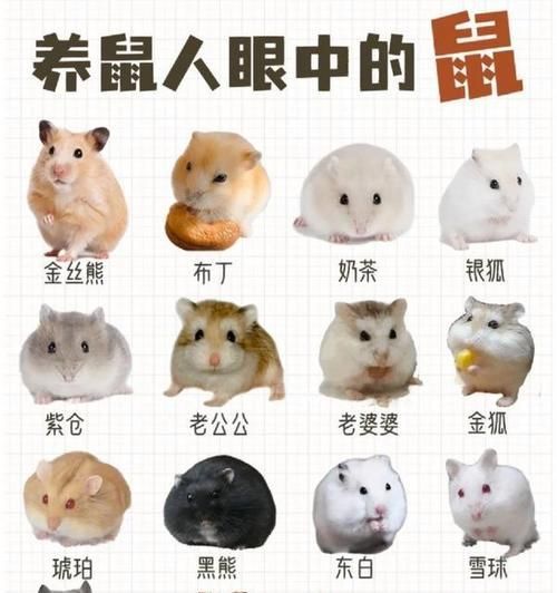 在闽侯哪里购买仓鼠更合适？有哪些推荐的店铺？