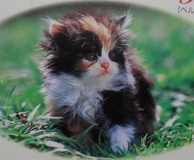 猫咪有哪些品种及名称（常见猫咪品种大全，各品种特点解析）