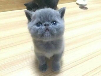 宠物猫配种费用全解析