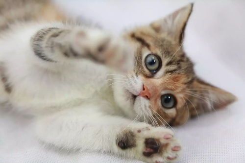 宠物猫配种费用全解析