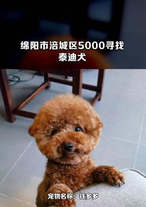 泰迪犬价格解析（不同品种、血统的泰迪犬价格分析及市场趋势）