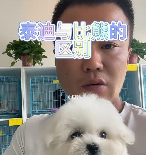 泰迪犬价格解析（不同品种、血统的泰迪犬价格分析及市场趋势）
