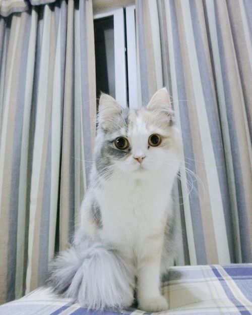 这只猫咪品种会说话吗?