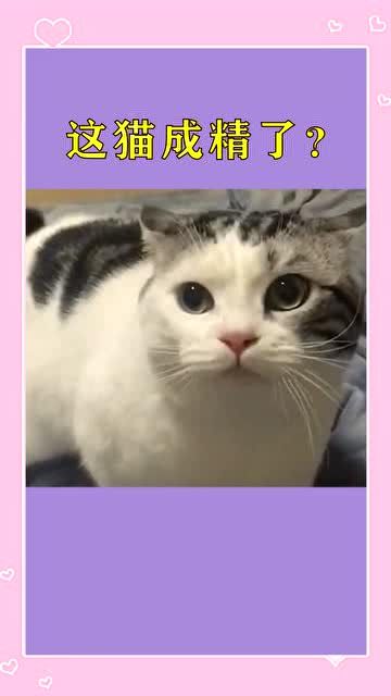 这只猫咪品种会说话吗?