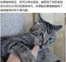 猫咪品种大全,你心仪的宠物是哪一款?