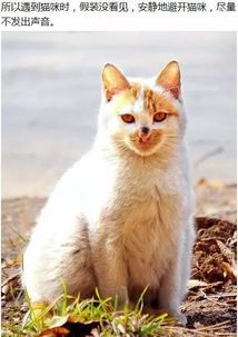猫咪品种大全,你心仪的宠物是哪一款?