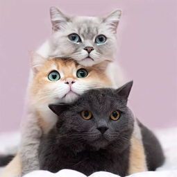 猫咪种类萌集,宠物控必看!