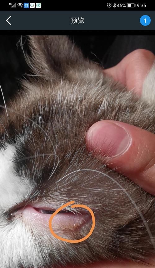 猫咪地包天的全面解析（探究猫咪地包天的原因、症状和治疗方法）