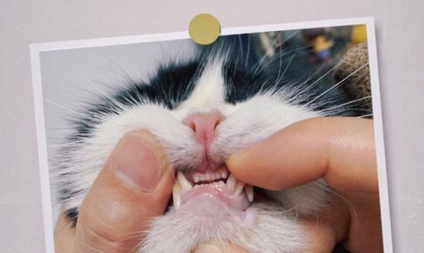 猫咪地包天的全面解析（探究猫咪地包天的原因、症状和治疗方法）
