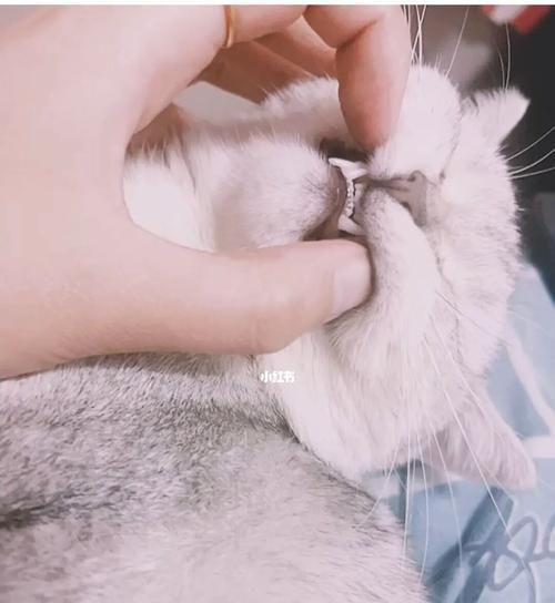 猫咪地包天的全面解析（探究猫咪地包天的原因、症状和治疗方法）