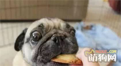 专治挑食汪 狗狗营养配餐怎么做？