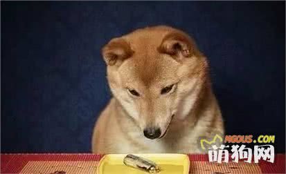 专治挑食汪 狗狗营养配餐怎么做？