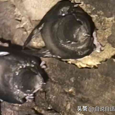 燕窝采集指南：鸟蛋型燕窝的精准采摘技巧与方法