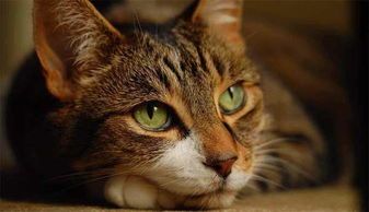 猫咪消化不适,速喂益生菌!