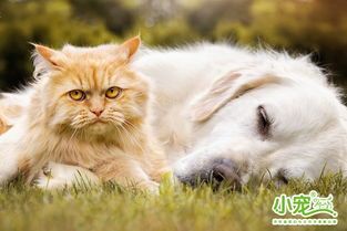 猫咪消化不适,速喂益生菌!