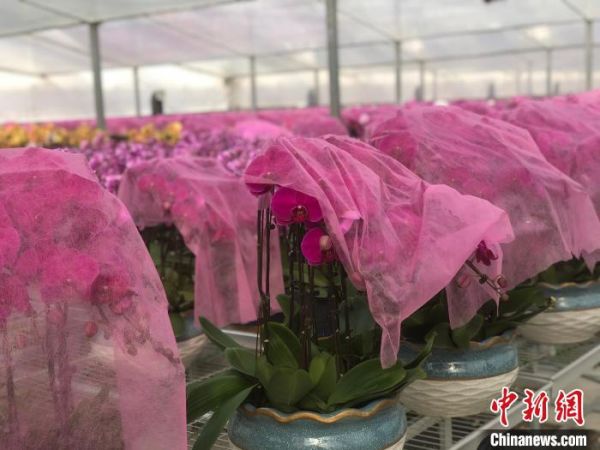 已经卖出的蝴蝶兰披上了红纱。　刘林 摄