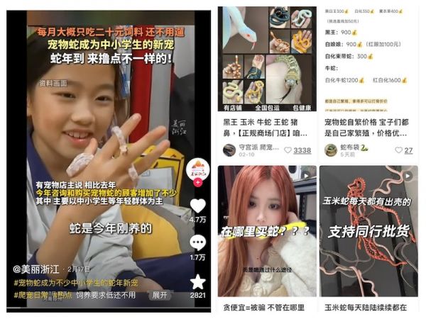撸蛇