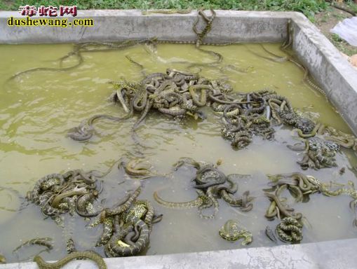 河北海兴养蛇场养蛇基地