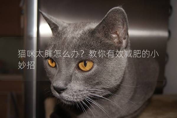 猫咪太胖怎么办？教你有效减肥的小妙招