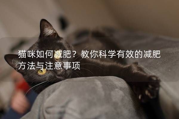 猫咪如何减肥？教你科学有效的减肥方法与注意事项