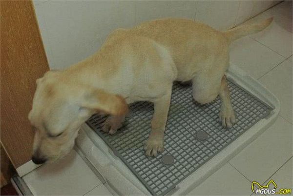 关于这些日常训练你家的狗狗做了吗？