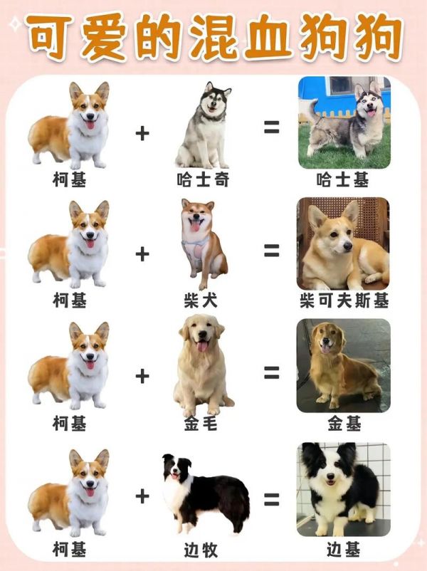 宠物狗的品种