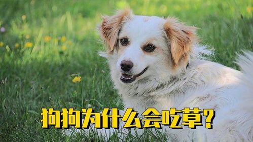 狗狗为什么有时候会吃草?