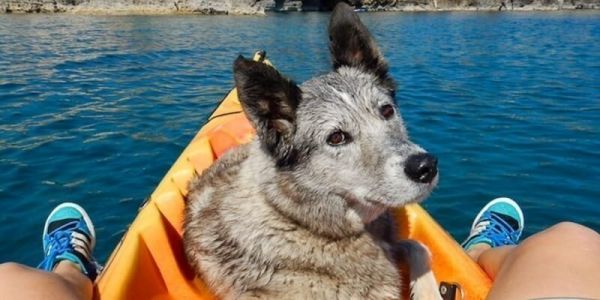 Dog-Sea in Istria.png