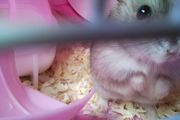 什么颜色的仓鼠比较好养